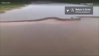 VERIFY Viral video claims to show 50foot anaconda [upl. by Keffer]