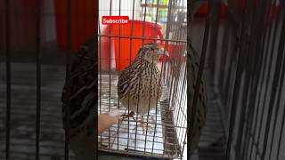 কোয়েল পাখি।Quail Bird কোয়েলপাখি কোয়েলপাখিপালন quail [upl. by Tnert]