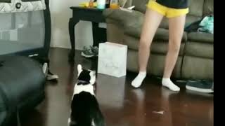 Cat vs girl boxing [upl. by Diahann]