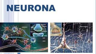 DR DAUTT POTENCIAL DE ACCION NEURONA Y SINAPSIS [upl. by Yerfej]