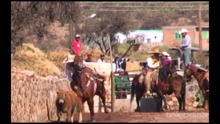 23  Lo Mejor de los Coleaderos  Jiménez del Teúl Zacatecas [upl. by Lail]