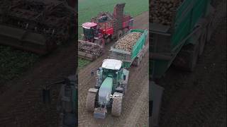 Rüben roden non stop mit 2 Abfahrern😈😎🔥 holmer fendt rüben [upl. by Akcirehs738]