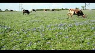 Texas BlueBonnet Wildflowers [upl. by Jodoin]