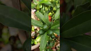 Kumquats  குட்டி ஆரஞ்சு  citrus gardening [upl. by Notsnorb]