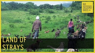 Land of Strays  Territorio de Zaguates  60 Second Docs [upl. by Henleigh652]