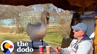 Man Befriends Swan And Takes Him Everywhere He Goes  The Dodo [upl. by Hilda]