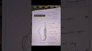 Balanoglossus Diagram chordata biology Balanoglossus zoology [upl. by Yousuf]