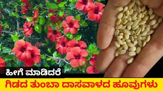 ಗಿಡದ ತುಂಬಾ ದಾಸವಾಳದ ಹೂವುಗಳು ಈಗ ಸಾಧ್ಯ ಅತ್ಯಂತ ಪರಿಣಾಮಕಾರಿ ಸಾವಯವ ಗೊಬ್ಬರ  Get More Hibiscus Flowers [upl. by Krenek]