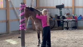 future horse trainer PONY MASTER Curyll Pretty in Pink Welsh pony [upl. by Livvyy]