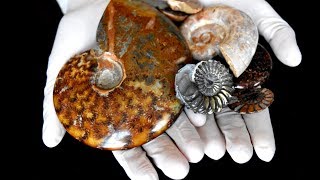 The story of the phragmocones Brief introduction to ammonites [upl. by Francesca]