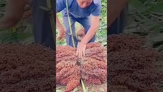 Sorghum ear bundling process [upl. by Iveson]