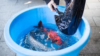 Koi bij Watertuin Spijkenisse [upl. by Baldridge]