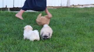 Shichon Puppies for Sale [upl. by Aillimac]