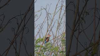 Greyheaded kingfisher  Short video 4KUHD Birds Photography  Wild Video  Wildlife Animals [upl. by Oine657]