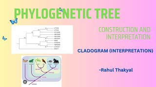 PHYLOGENETIC TREE CONSTRUCTION AND INTERPRETATION  CLADOGRAM  ZOOLOGY [upl. by Dione]