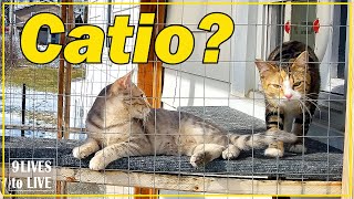 Should I Get a Catio Tips On Outdoor Cat Enclosures [upl. by Oina951]