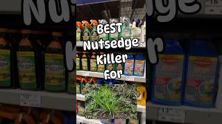 The Best Nutsedge killer you can BUY [upl. by Pfister]