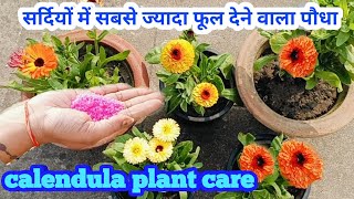 सर्दियों में सबसे ज्यादा फूल देने वाला पौधाcalendula plant care and fertilizer calendula garden [upl. by Bren]