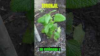 Descubre los beneficios del toronjil melisa para tu salud Propiedades y usos medicinales short [upl. by Yecac]