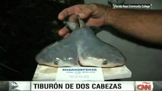 Un tiburón de dos cabezas en Florida [upl. by Adnoel]