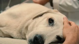 Top 10 Saddest Animal Deaths in Movies [upl. by Alyekahs]