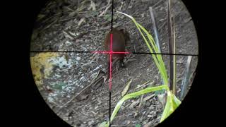 My first hunting videowith my first air rifle The AR4 hunting master [upl. by Honebein]