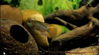 Apistogramma eunotus spawning behaviour [upl. by Deryl578]