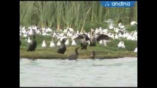 Pantanos de Villa último refugio de aves migratorias [upl. by Ainna]