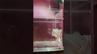 Betta Fish Male White colourbutterfly videoytshorts [upl. by Ilagam465]