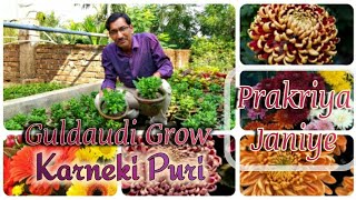 Guldaudi Grow Karneki Puri Jankari A Z process of Chrysanthemum Growing [upl. by Silecara]