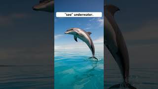 Dolphins Have Names Unbelievable Dolphin Facts shorts [upl. by Tami94]