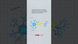 The Structure of a Neuron [upl. by Llebiram]