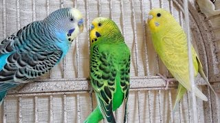 Great Parakeets Budgies Chirping for lonely budgies Talking Kissing Sounds of Nature [upl. by Dnaloy]