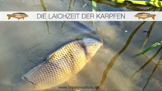 DIE LAICHZEIT DER KARPFEN [upl. by Durant]