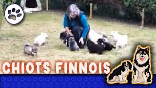 AVEC MES CHIOTS LOF FINNOIS DE LAPONIE [upl. by Dedra]