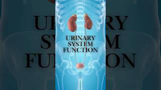 Urinary System Function drmuhammedziya humananatomy urinarysystem urinaryhealth discover [upl. by Assennav933]