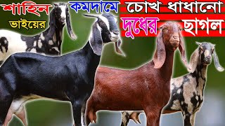 সবচেয়ে কমদামে শাহিন ভাইয়ের এই প্রথম সর্বোচ্চ মানের দুধের ছাগল  বিটোল যমুনাপারী  Goat Farming [upl. by Eivad]