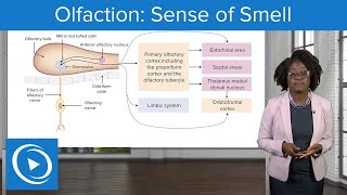 Olfaction Sense of Smell – Physiology  Lecturio Nursing [upl. by Koeninger]