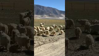 PANGONG LAKE ROAD  OFF ROAD leh lehladakh pangonglake [upl. by Abagael]