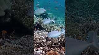 Humpback unicornfish  Snorkeling  Sawandarek  Pulau Mansuar  Raja Ampat  Indonesia [upl. by Raul]