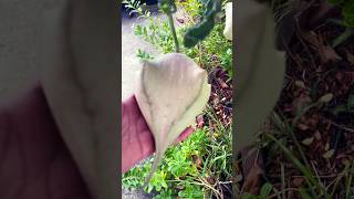 STAPELIA GiGANTEA plant flower jardin gardenplants garden youtubeshorts nature casayjardin [upl. by Lrac963]