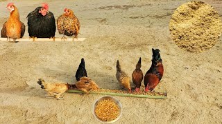 Chicken Winter Treats  Flock Winter Care  Winter Survival Foods for Poultry Birds  Dr ARSHAD [upl. by Ladnik768]