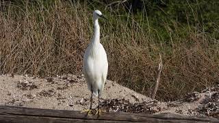 Little Egret Garzetta Egretta garzetta [upl. by Yelsnik]