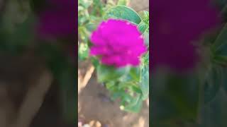 🦋🦋  Gomphrena flower plant youtubeshortsvideo butterflylove reels plants 🌍🌎🌏 [upl. by Ecnerat]