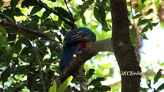 Resplendent Quetzal Female  Rare Birds  Birds of Costa Rica birds wildlife nature [upl. by Tnek]