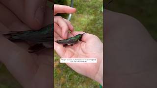 This girl rescued an abandoned weak hummingbird and then this happened animalshorts [upl. by Yeclehc]