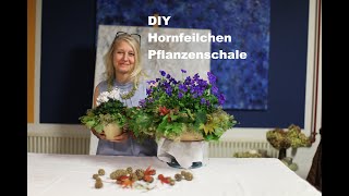 diezürcherin Hornfeilchen Pflanzenschale Dekoration diy floristik floraldesign deutsch [upl. by Doerrer343]