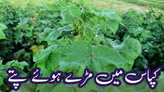 Symptoms of cottton leaf curl virus amp Jassid attack in cotton  control of virus amp jassid in cotton [upl. by Anoniw899]