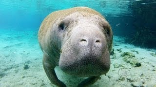 Crystal Manatees  Florida Manatee Wildlife [upl. by Elspeth]