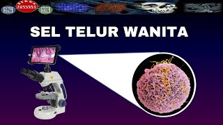 ZOOM SEL TELUR WANITA DENGAN MIKROSKOP ELEKTRONOVUM UNDER MICROSCOPE  DIRGA BIOLOGY CHANNEL [upl. by Rafael]